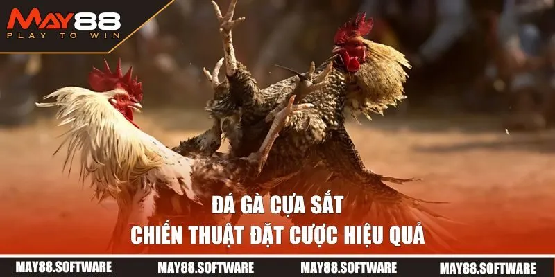 Chiến thuật đặt cược hiệu quả