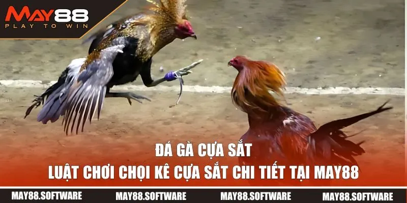 Luật chơi chọi kê cựa sắt chi tiết tại MAY88