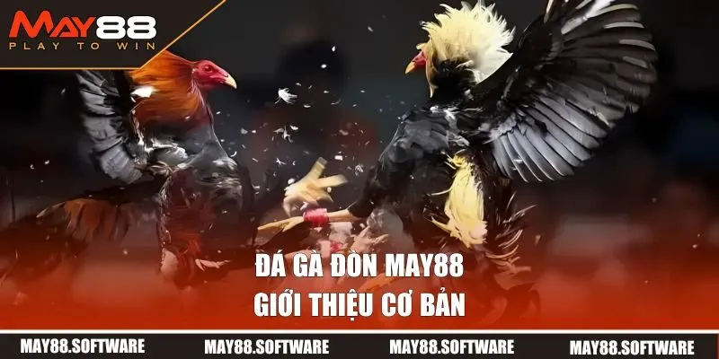 Giới thiệu về đá gà đòn MAY88