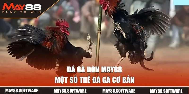 Một số thế đá gà cơ bản