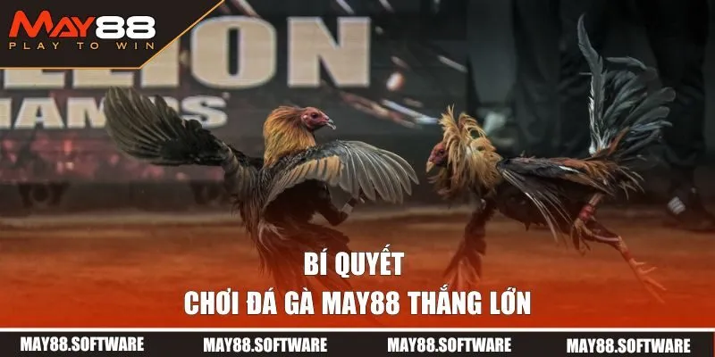 Chia sẻ bí quyết chơi đá gà thắng lớn, ít rủi ro