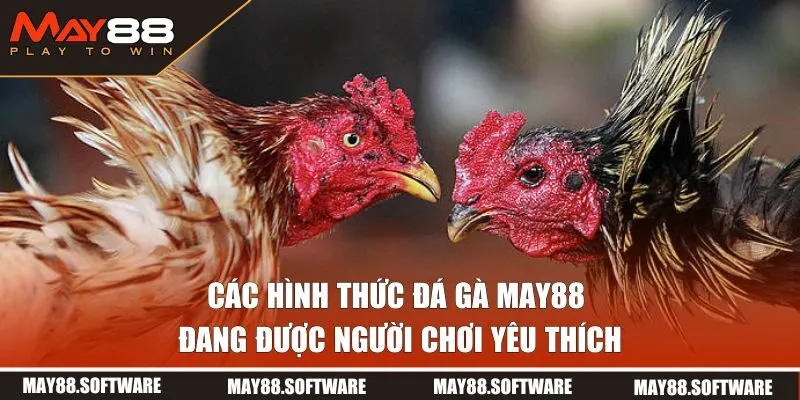 Các hình thức đá gà đang được người chơi yêu thích