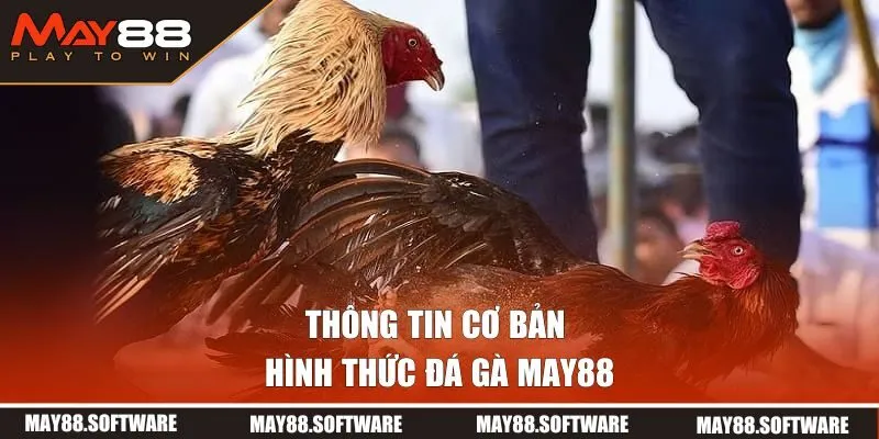 Thông tin cơ bản về hình thức đá gà MAY88