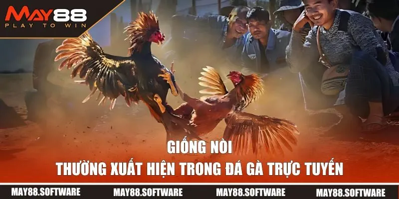 Giống gà thường thi đấu trực tuyến
